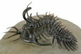 Short-Fork Walliserops Hammi Trilobite - Foum Zguid, Morocco #350488-1